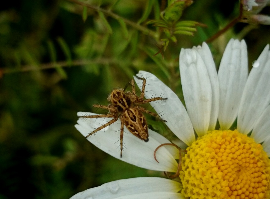 Oxyopes heterophthalmus - homoki hiúzpók