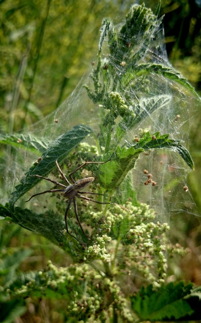 Pisaura mirabilis - csodáspók