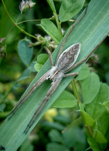 Pisaura mirabilis - csodáspók