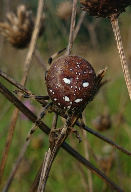 Araneus quadratus - négyes keresztespók