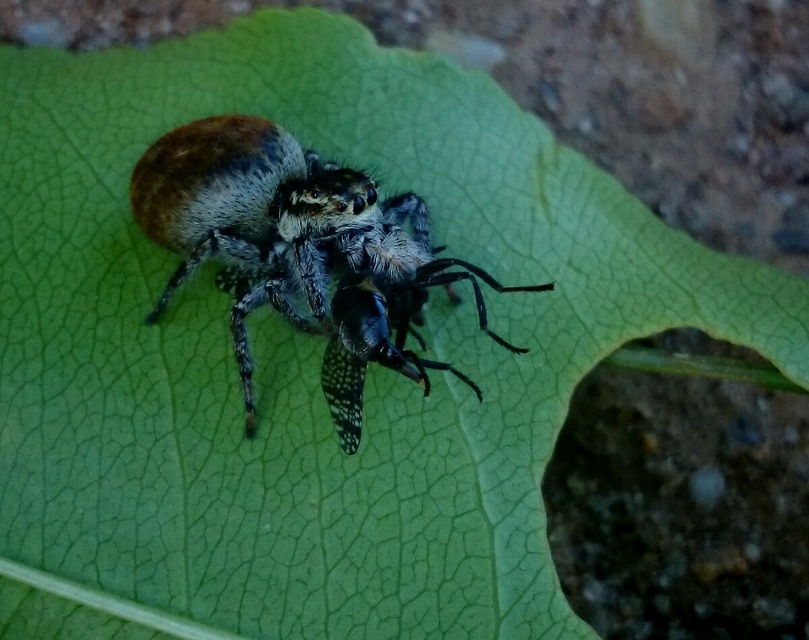 Carrhotus xanthogramma - rozsdás ugrópók