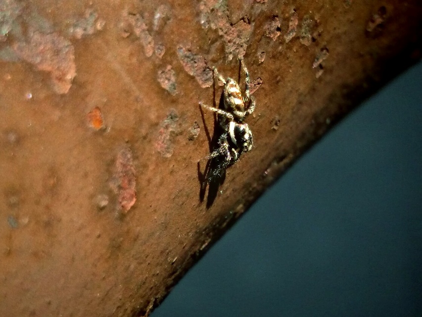 Salticus scenicus - színészpók