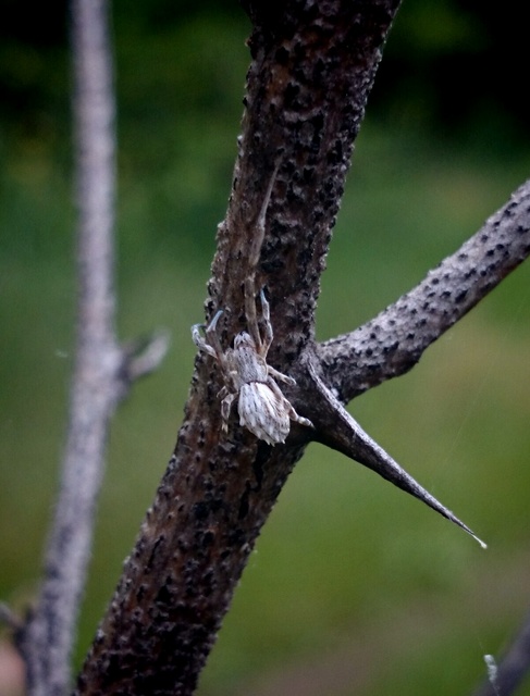 Uloborus walckenaerius - derespók