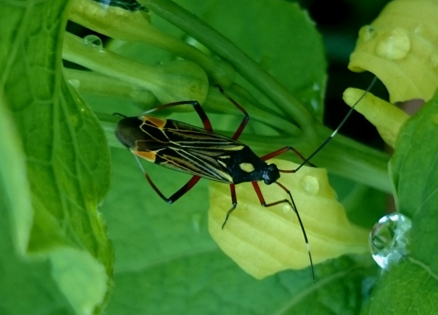 Miris striatus - sávos mezeipoloska
