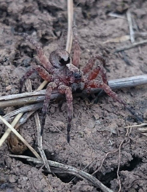 Alopecosa farinosa