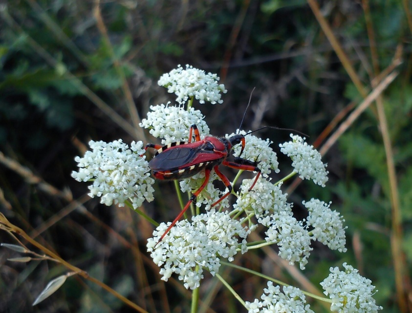 Rhynocoris iracundus - közönséges gyilkospoloska