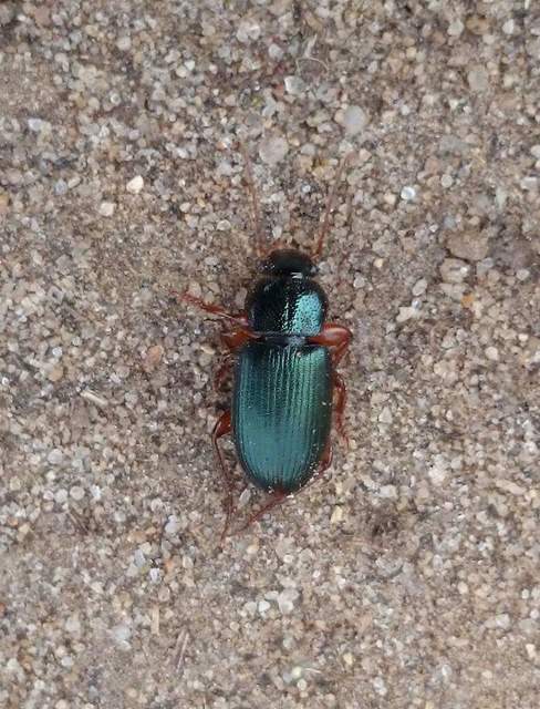 Ophonus azureus - azúrkék bársonyfutó
