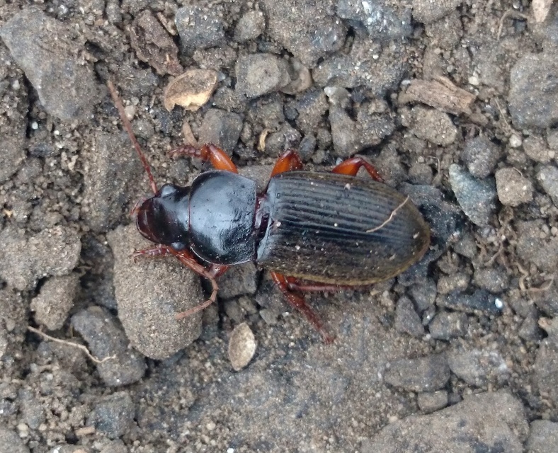 Harpalus rufipes - nagy selymesfutó