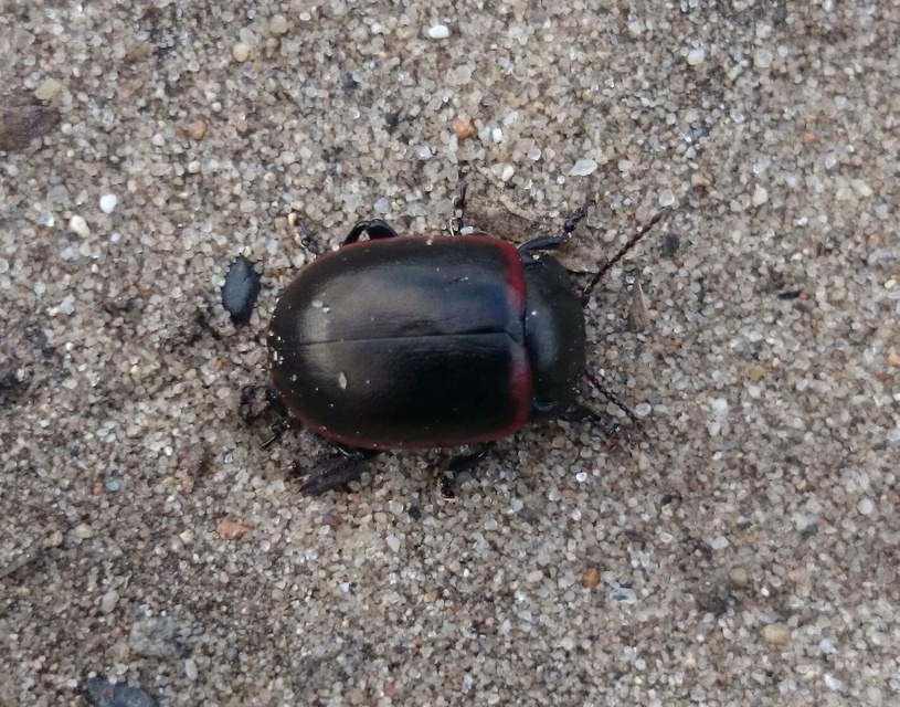 Chrysolina limbata - keretes levélbogár
