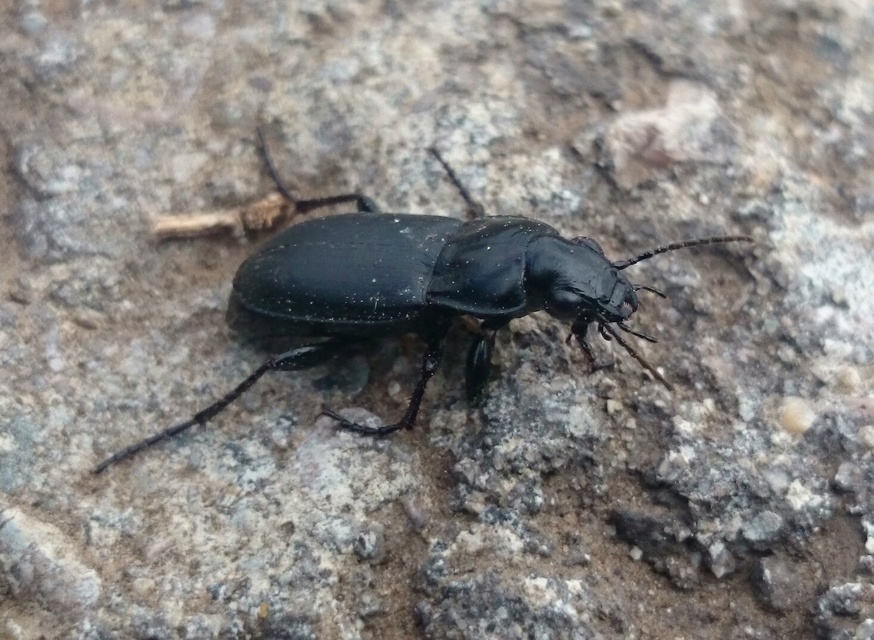 Poecilus punctulatus - pusztai gyászfutó