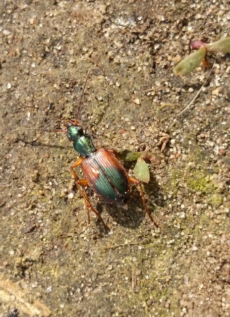 Anchomenus dorsalis - hátfoltos kisfutó
