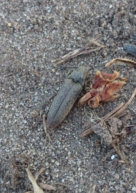 Cidnopus ruzenae - fémfekete pattanó