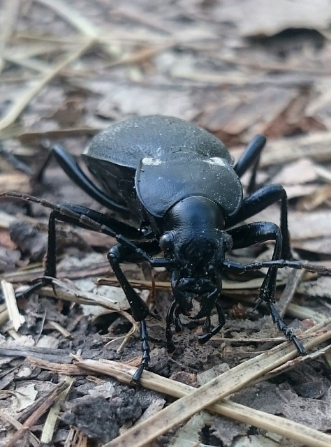 Carabus coriaceus - bőrfutrinka Carabus coriaceus - bőrfutrinka