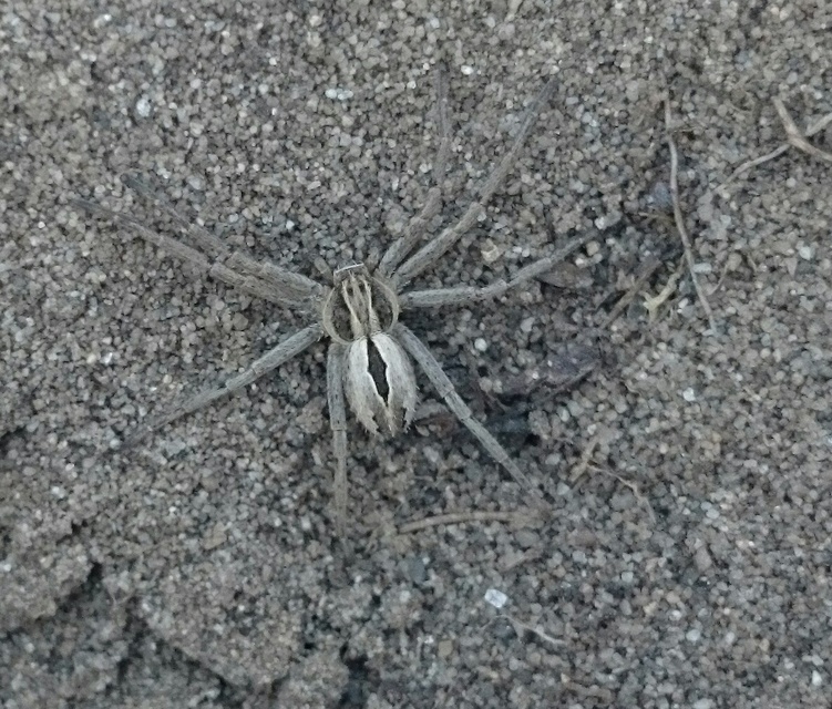 Thanatus formicinus - bársonysávos karolópók