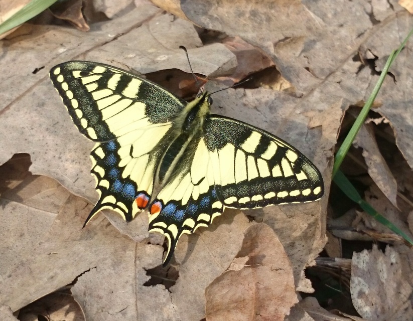 Papilio machaon - fecskefarkú lepke