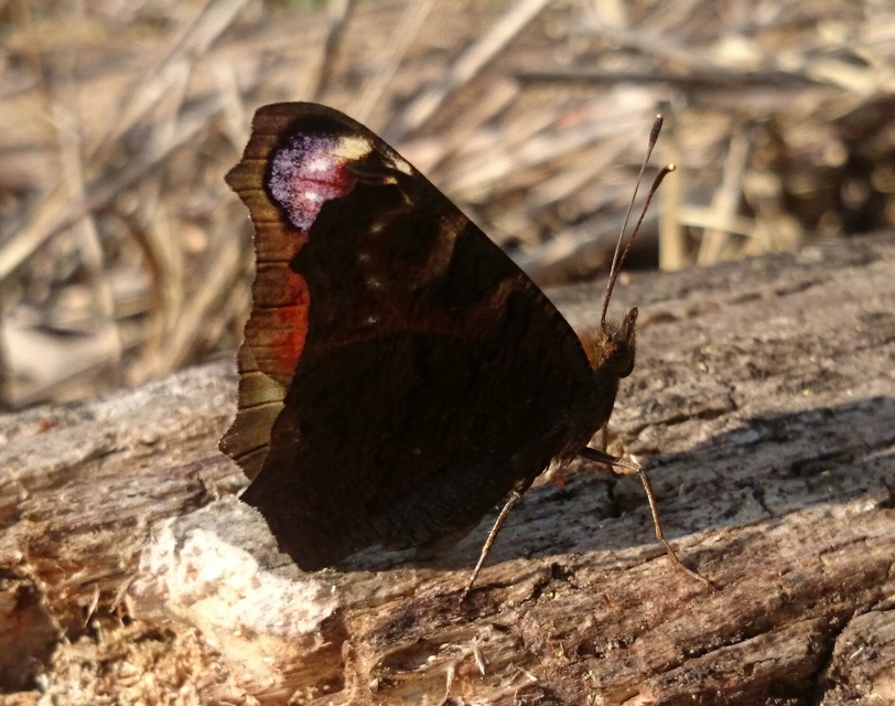 Nymphalis io - nappali pávaszem