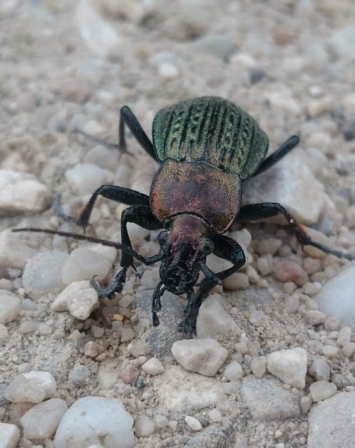 Carabus ulrichii - rezes futrinka Carabus ulrichii - rezes futrinka