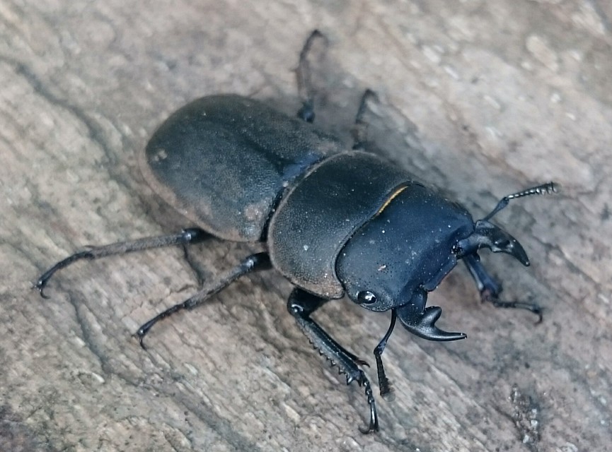 Dorcus parallelipipedus - kis szarvasbogár