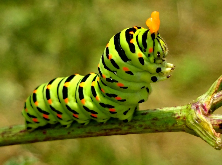 Papilio machaon - fecskefarkú lepke