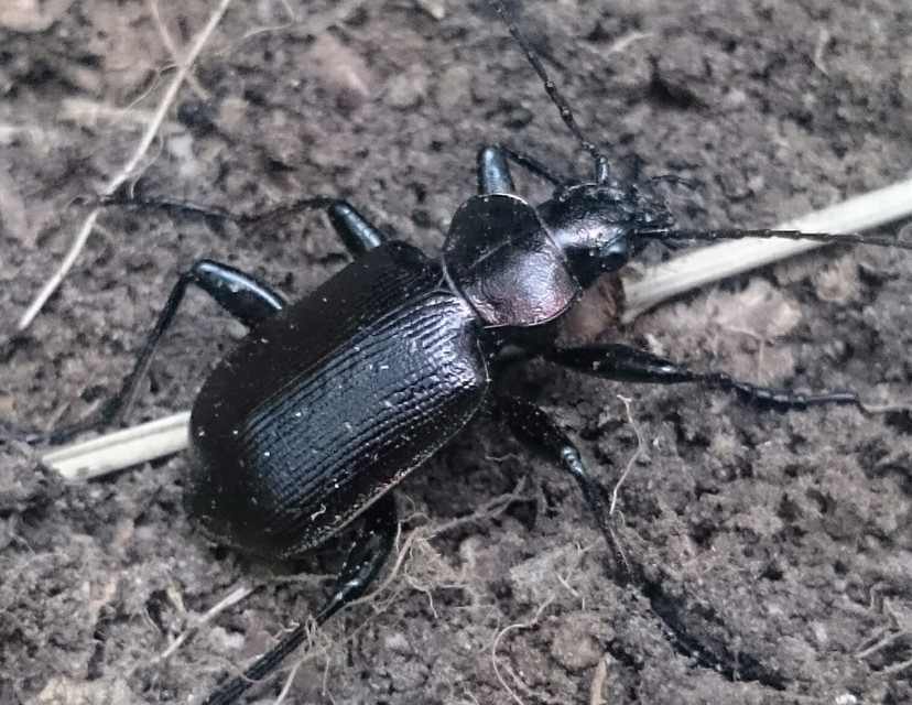 Calosoma inquisitor - kis bábrabló