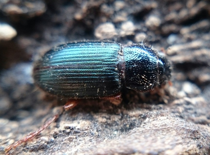 Ophonus azureus - azúrkék bársonyfutó