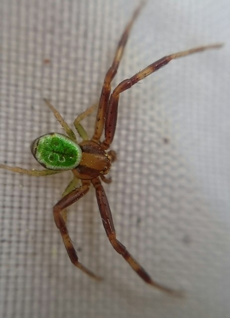 Ebrechtella tricuspidata - alakoskodó karolópók