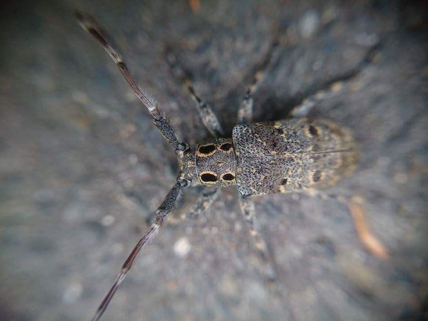 Mesosa curculionoides - szemfoltos cincér
