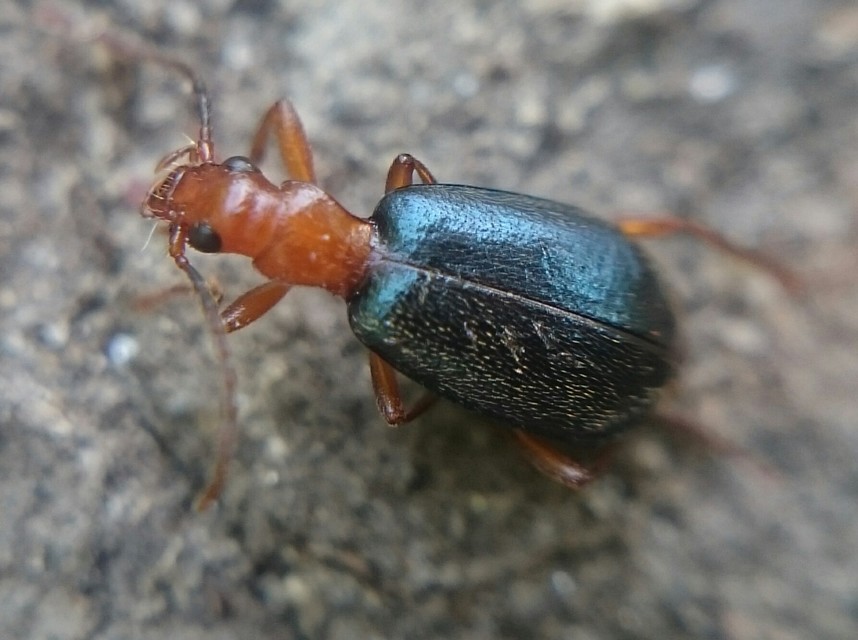 Brachinus explodens - kis pöfögőfutó