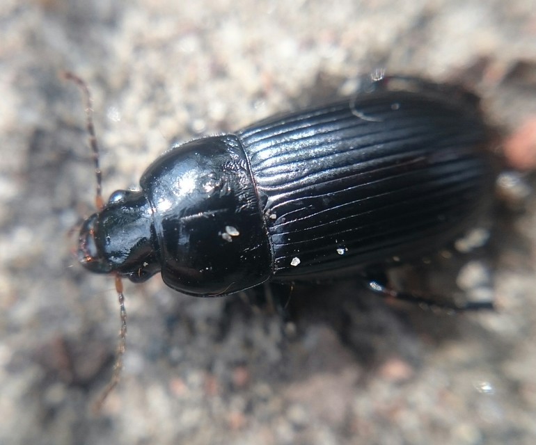 Harpalus serripes - fekete lomhafutó
