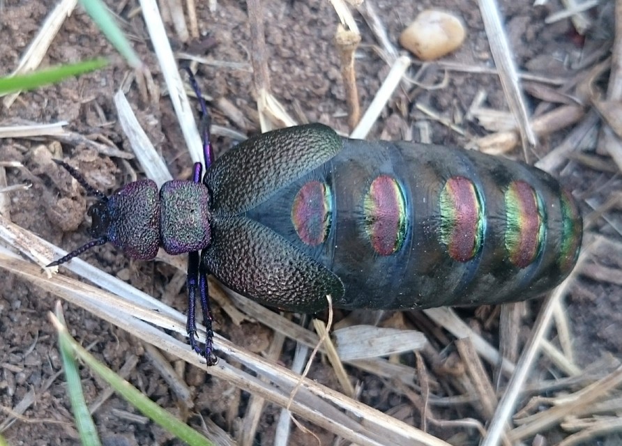 Meloe variegatus - pompás nünüke