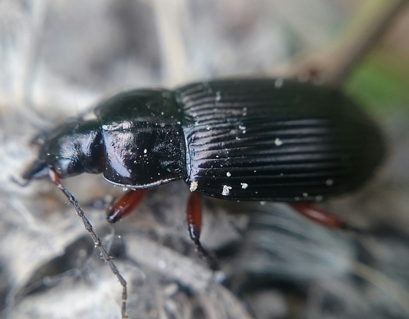 Poecilus cupreus - rezes gyászfutó