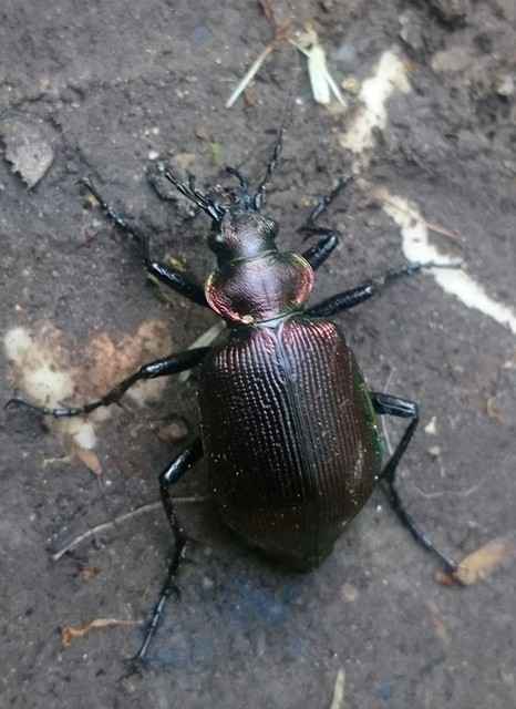 Calosoma inquisitor - kis bábrabló