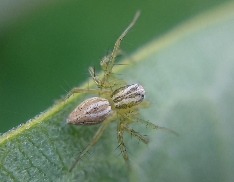 Oxyopes lineatus