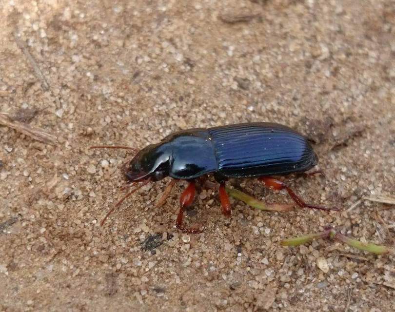 Harpalus rubripes - vöröslábú lomhafutó