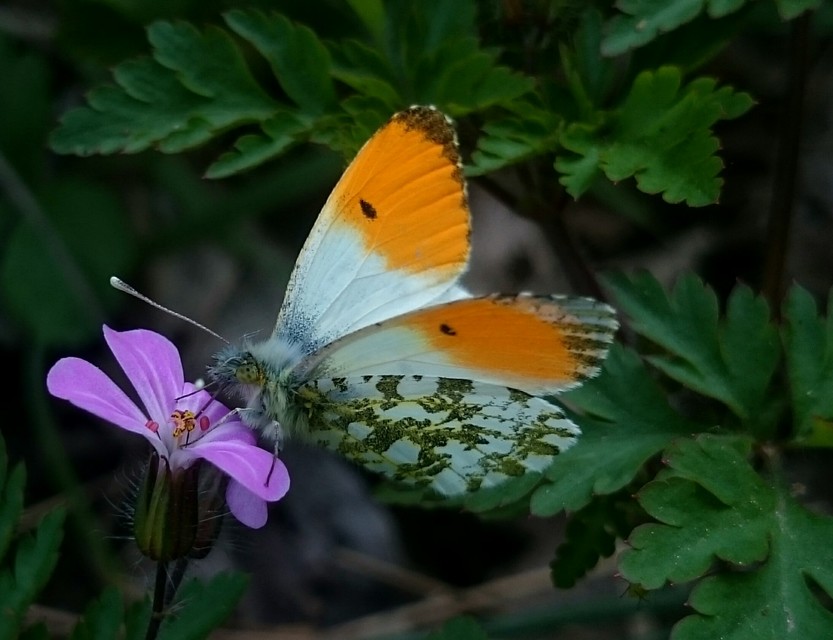 Anthocharis cardamines - hajnalpírlepke
