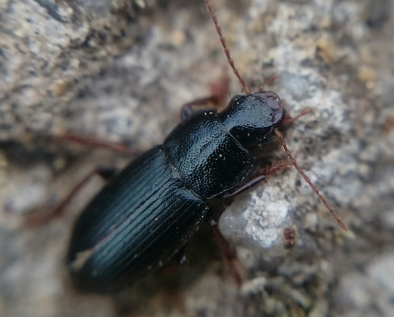 Ophonus cribricollis - fekete bársonyfutó