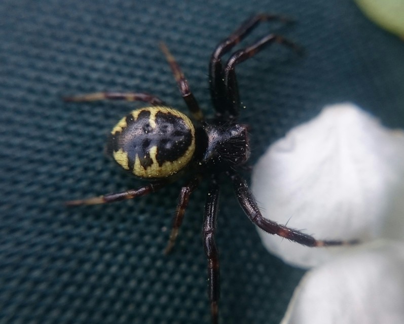Synema globosum - fekete-sárga karolópók