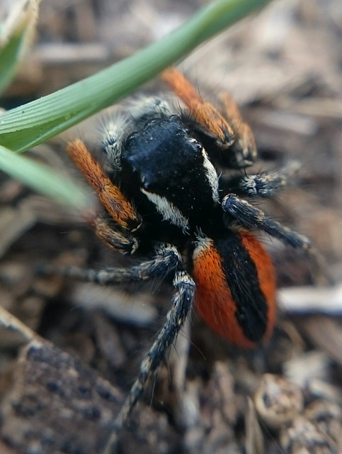 Philaeus chrysops - piros ugrópók