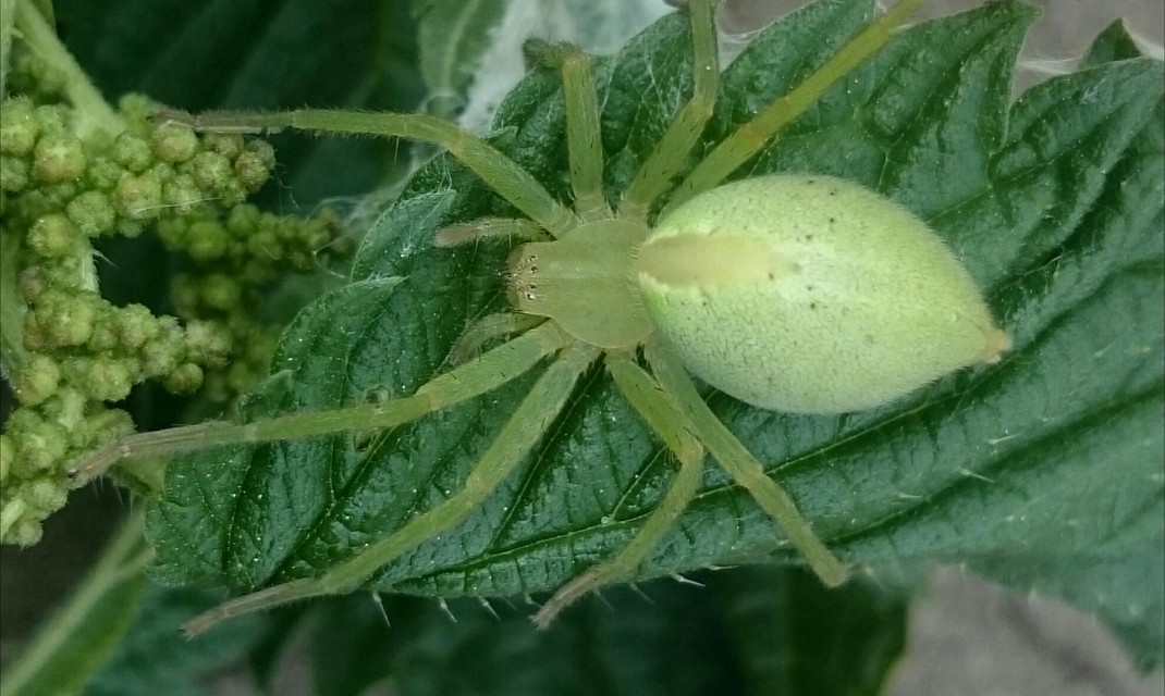 Micrommata virescens - hunyópók