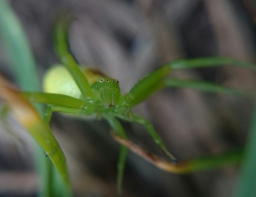 Ebrechtella tricuspidata - alakoskodó karolópók