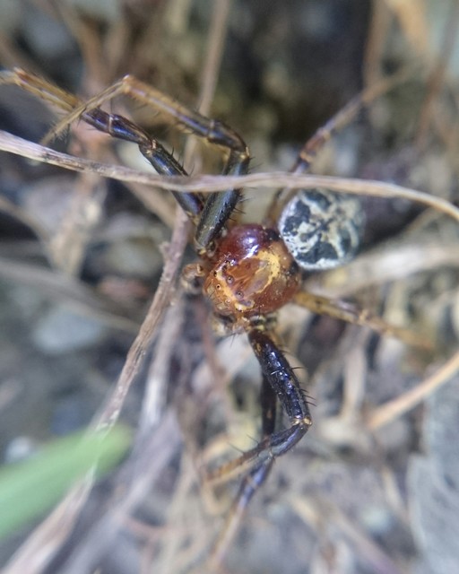 Xysticus lanio