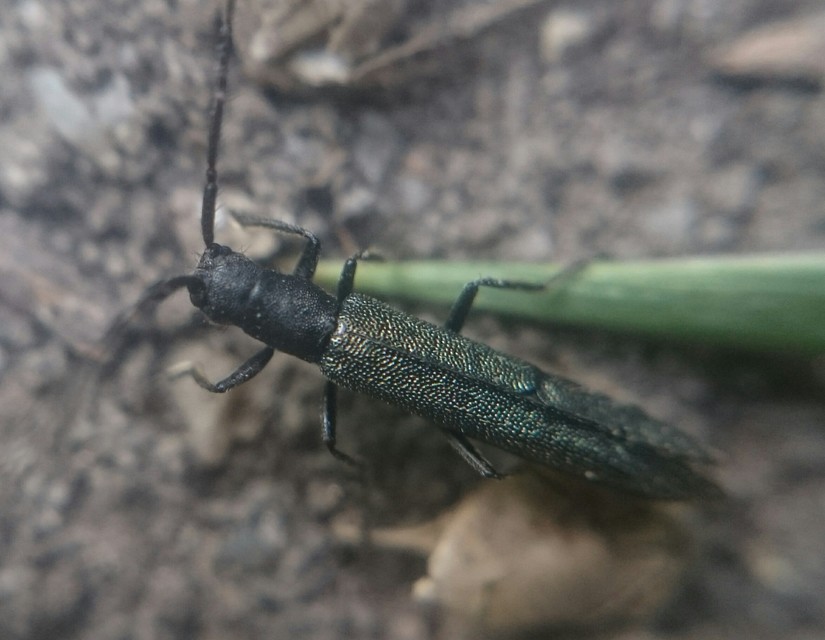 Theophilea subcylindricollis - hengeres szalmacincér