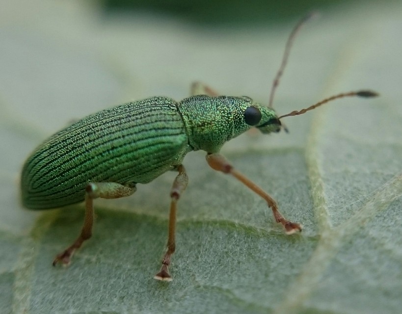 Polydrusus formosus - selymes lombormányos