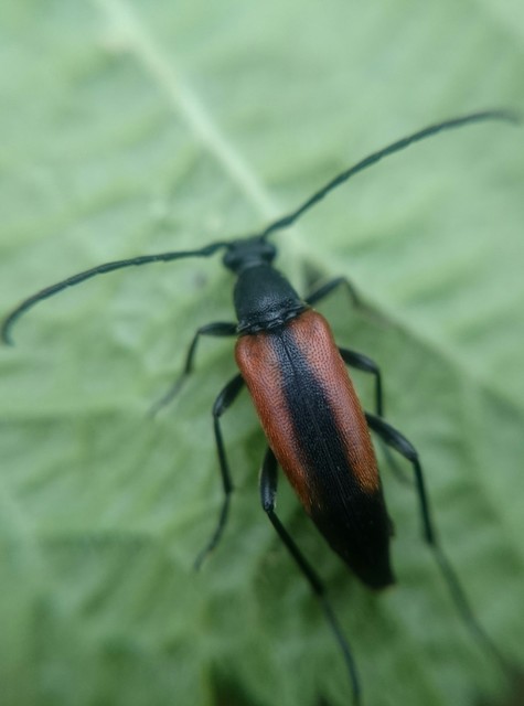 Stenurella melanura - feketevégű karcsúcincér