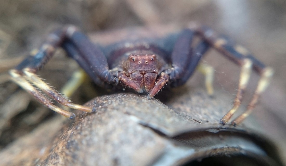 Pistius truncatus - csonka karolópók