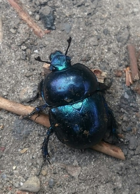 Trypocopris vernalis - tavaszi álganéjtúró