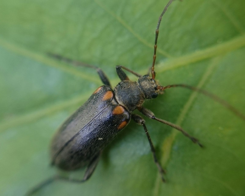 Cortodera humeralis - négyfoltos cserjecincér