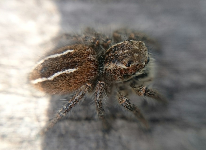 Philaeus chrysops - piros ugrópók