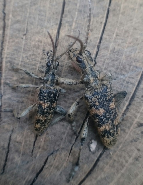 Rhagium sycophanta - tölgyes-tövisescincér