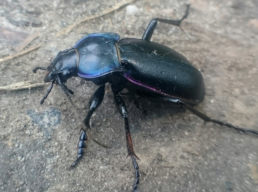 Carabus germarii exasperatus - dunántúli kékfutrinka Carabus germarii exasperatus - dunántúli kékfutrinka